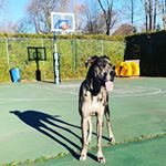 Profile Picture of Sullivan (@sullivanthegreatestdane) on Instagram