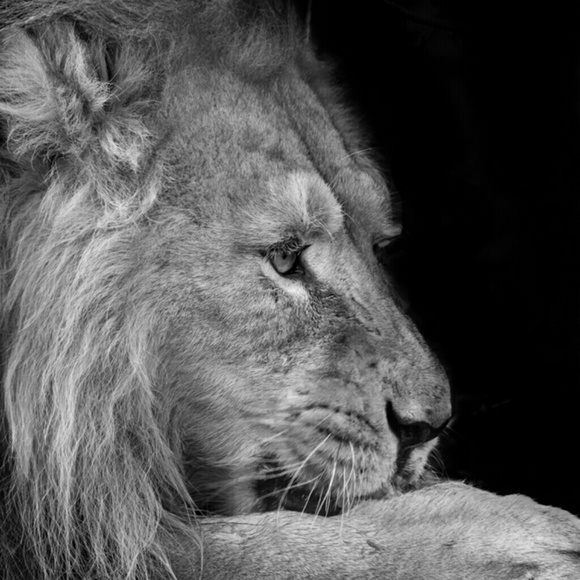 Profile Picture of Laura Mummery (@renee2169) on Poshmark