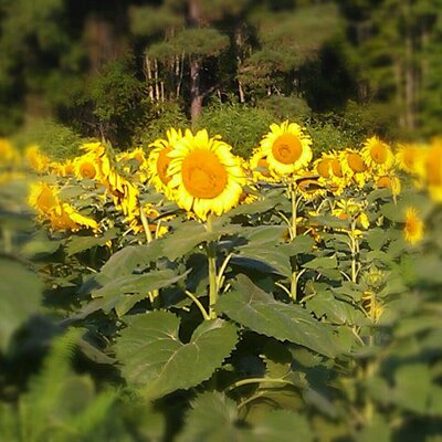 Profile Picture of Carol Morrissey (@crlmorrissey1) on Twitter