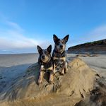 Profile Picture of Susie dunham (@ritadog01) on Instagram