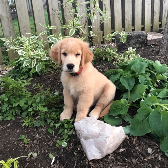 Profile Picture of Paul Dillon (@pdillon1) on Poshmark