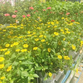 Regan Corey - Pinterest Profile Picture of Regan Corey (@RegCor0) on Pinterest