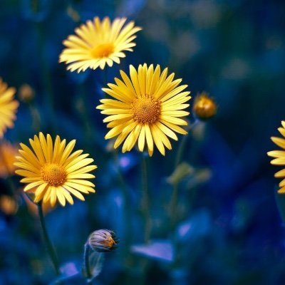 Profile Picture of Tracey Tang (@TraceyTang5) on Twitter