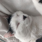 Profile Picture of Chris Bland (@sharecow99) on Youtube