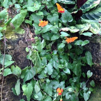 Profile Picture of Stacey Ault (@awesomezoopie) on Twitter