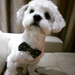 Profile Picture of Luke Fernandes (@luke_fernandes_lhasa_dog) on Instagram