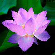 Profile Picture of Alejandra Zegarra Vilca (@alejandrazegarravilca6910) on Youtube