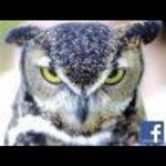 Profile Picture of Brian Lydon (@luckycapt) on Instagram