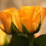 Profile Picture of Lisa Harman (@sailsclo) on Instagram