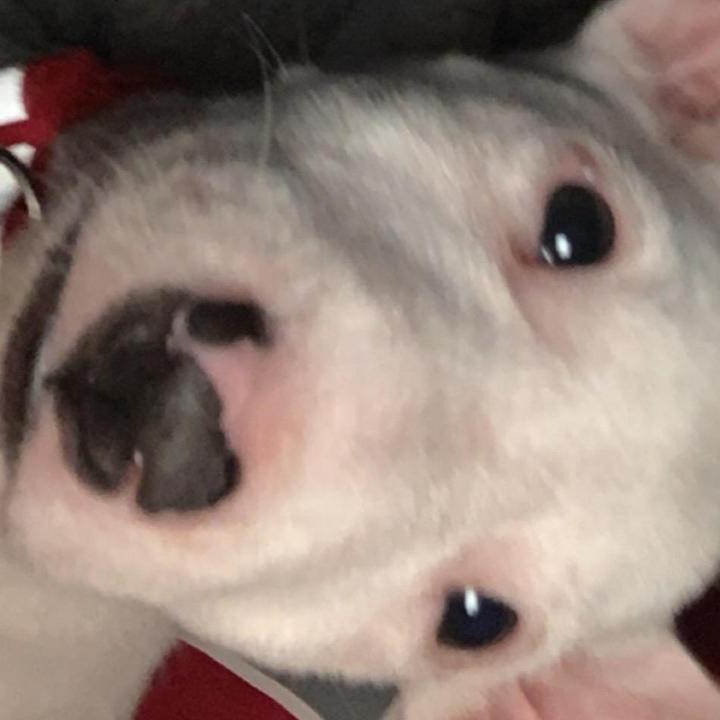 Profile Picture of walter.grier (@walterthepuppy0) on Tiktok