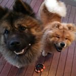 Profile Picture of The 2 chowdren - Ava And Theo (@efongigmer86) on Instagram