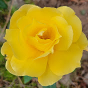 Profile Picture of Michael Laney (@ManyNekoZ) on Youtube