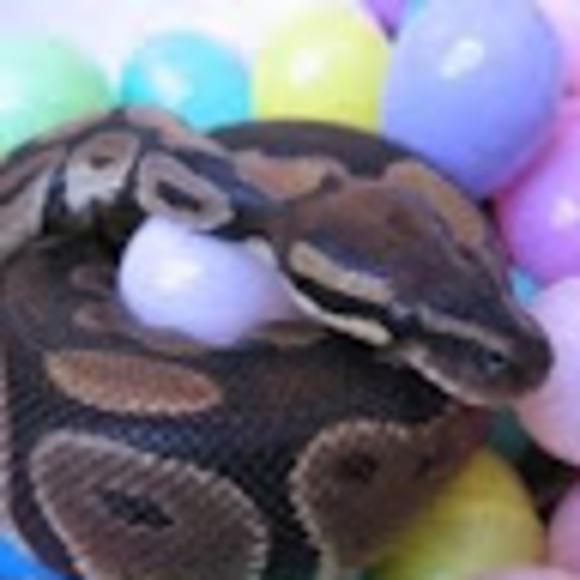 Profile Picture of Skyler Struckle (@skyler_struckle) on Poshmark