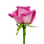 Profile Picture of yolanda victoria (@yolandavictoria48) on Instagram