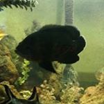 Profile Picture of Steven Mamone (@stevenmamone) on Instagram
