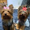 Profile Picture of Bonnie & Chewbacca (@@bonniechewie) on Tiktok