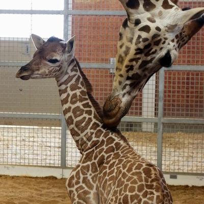 Profile Picture of Susan Sheets (@poohbearcowgirl) on Twitter