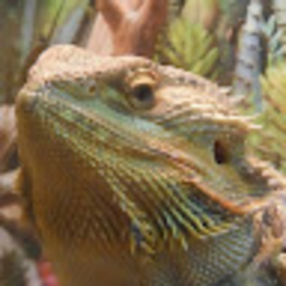 Profile Picture of Hunor Torok (@hunortorok) on Poshmark