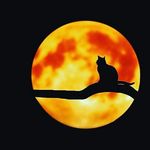 Profile Picture of André 🇩🇪 (@andre_aus_saalfeld) on Instagram