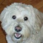 Peggy Ronk Brennan - Instagram Profile Picture of Peggy Ronk Brennan (@pbrenteah) on Instagram