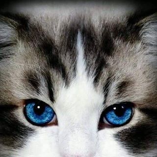 Profile Picture of Gar Field (เหล้าปั่น) (@Gar-Field) on Facebook