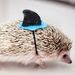 Profile Picture of Matthew Hafer (@hafer0366) on Pinterest