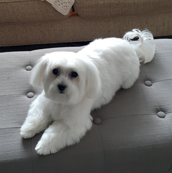 Profile Picture of Chris Panza (@chris_panza) on Poshmark