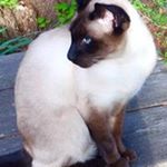 Profile Picture of Eric Bisson (@scrapdogeric) on Instagram