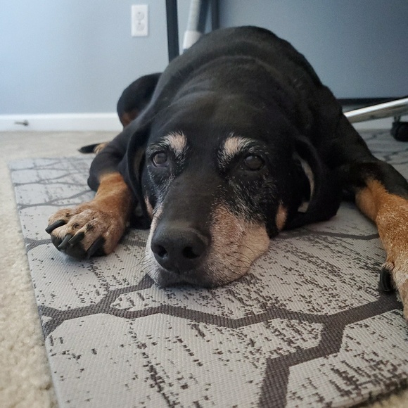 Profile Picture of Danielle Dawson (@korzund) on Poshmark