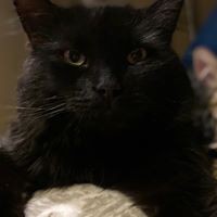 Profile Picture of Newton Kitti (@newton-kitti) on Quora