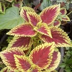 Profile Picture of Dores Paras (@dores.paras) on Facebook