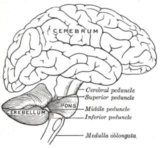 Profile Picture of Cerebellumon Wikipedia
