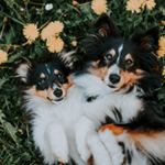 Profile Picture of ᨏ Amy & Kiwi & Hugo ᨏ (@adventurouspets) on Instagram