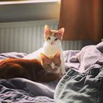 Profile Picture of Ginger & Miller (@gingerandmiller) on Instagram