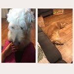 Profile Picture of andrew&honey (@honey.nd.andrew) on Instagram