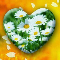 Syeda Nessa - Twitter Profile Picture of Syeda Nessa (@syeda_nessa) on Twitter