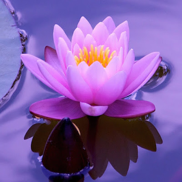 Profile Picture of Nagham Stayer (@naghamstayer) on Poshmark