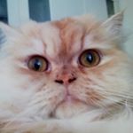 Profile Picture of rosa mantilla (@rosamantilla90) on Instagram