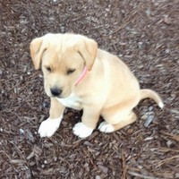 Profile Picture of Nicolas Toro (@nicolas-toro-4) on Quora