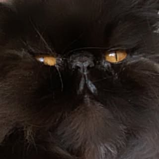 Profile Picture of AMY // (@amy.tobin) on Instagram