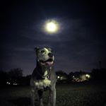 Profile Picture of Steven Licon (@pipbull) on Instagram