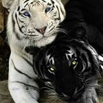 Profile Picture of Andrea Robledo (@tobi.robledo.56) on Instagram