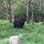 Profile Picture of shirleyharling (@shirleyharling) on Instagram