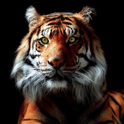 Profile Picture of Clarence Turner (@TigerFist17) on Twitter