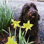 Profile Picture of Roxy Ryan (@roxy.ryan.thelabradoodle) on Instagram