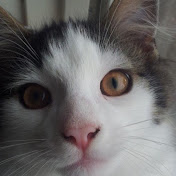 Profile Picture of Egon Jensen (@egonjensen5860) on Youtube