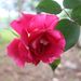 Profile Picture of Terry Dupont (@livingourlives) on Pinterest