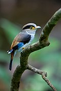 Profile Picture of Serilophuson Wikipedia