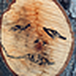 Profile Picture of Daniel  Martínez (@d_capitan) on Flickr