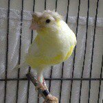 Profile Picture of فروش جوجه عروس و مرغ عشق  كرج (@mahmoodmaleki20) on Instagram